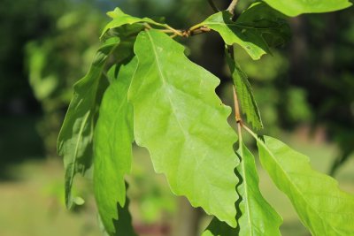 Quercus muehlenbergii - dub Muehlenbergův - jarní list